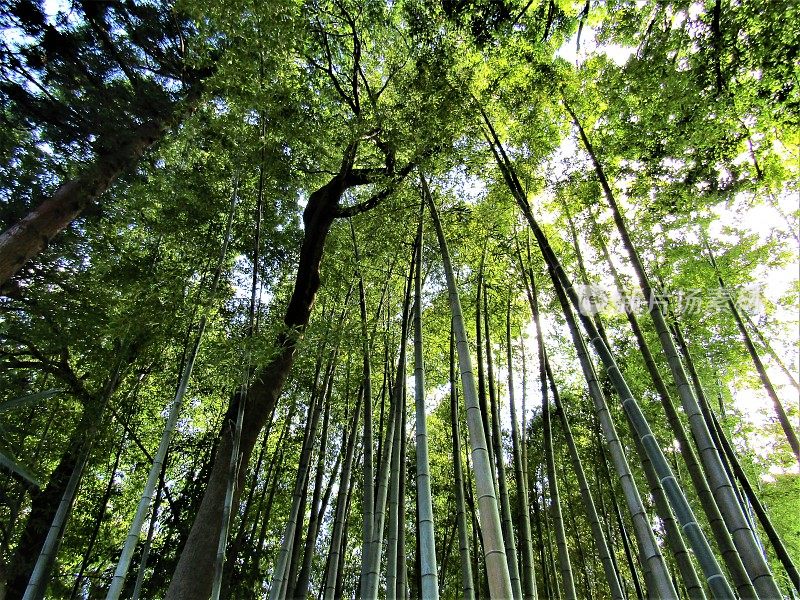 日本。五月阳光明媚的竹林。