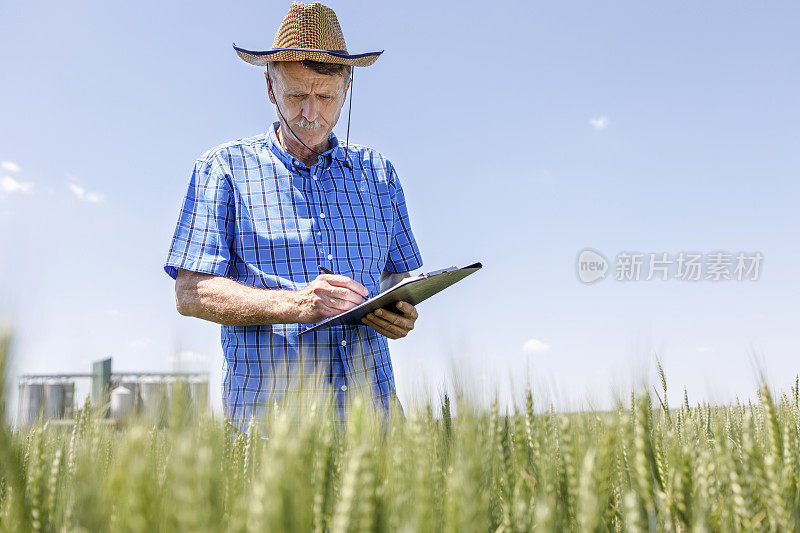 认真的农学家正在做关于小麦作物的笔记
