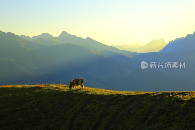 罗尼牛群，格林德沃上方的湿角:瑞士阿尔卑斯山的日出