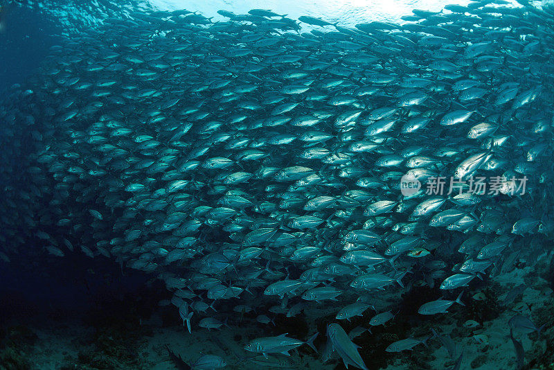 马来西亚婆罗洲西巴丹岛的一群Jackfish