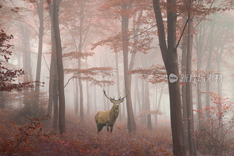马鹿鹿的形象在雾蒙蒙的秋天彩色森林