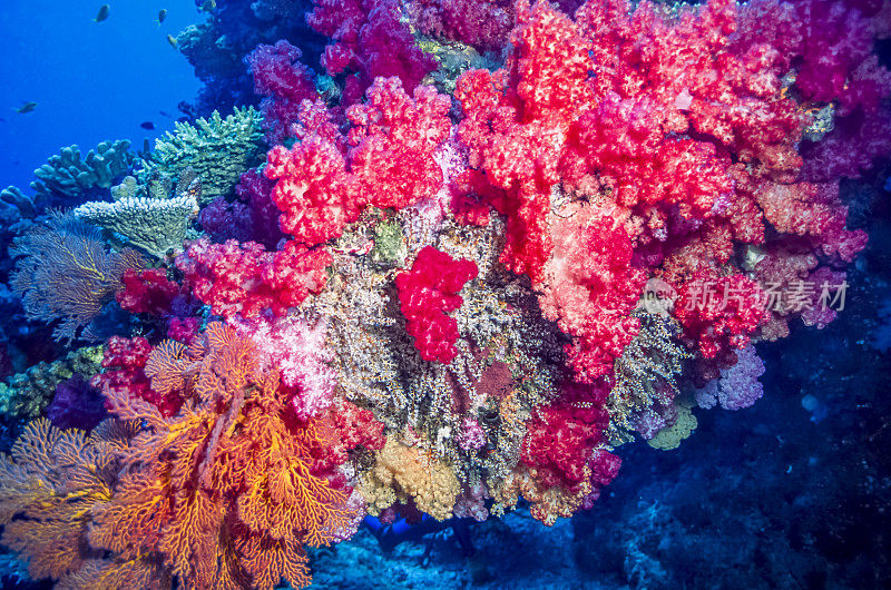 dendronephthya软珊瑚