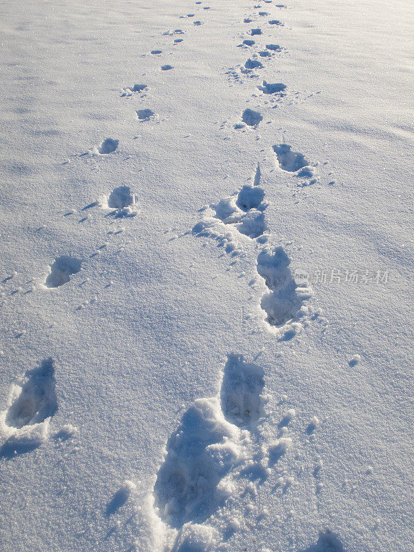 驼鹿在雪地上留下的足迹