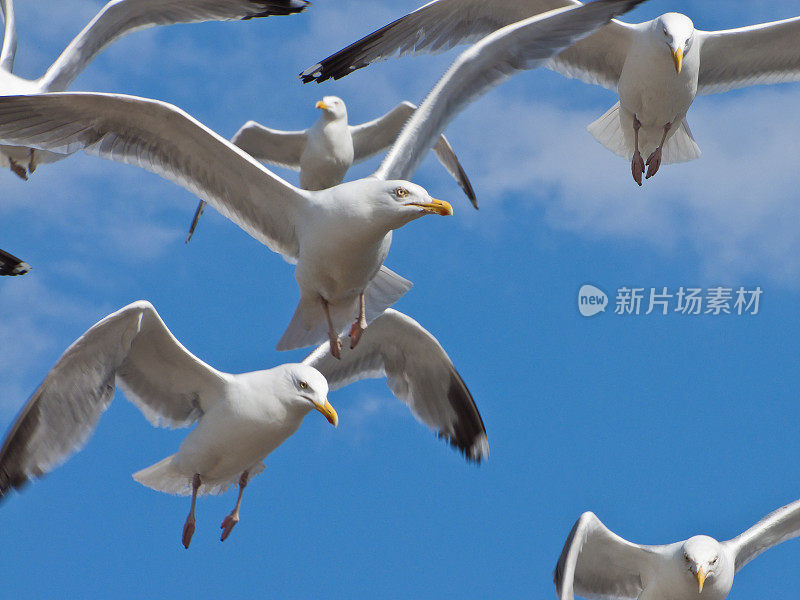 湛蓝天空上愤怒的海鸥