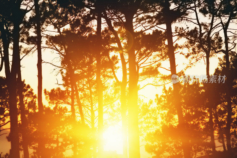 金色的太阳在松树后面升起或落下