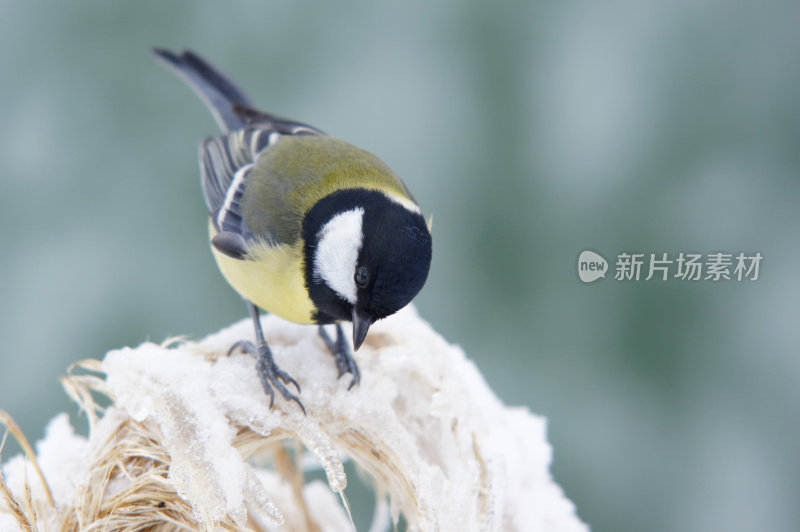 冻僵树枝上的大山雀