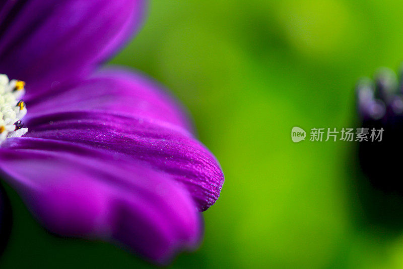 特写紫雏菊