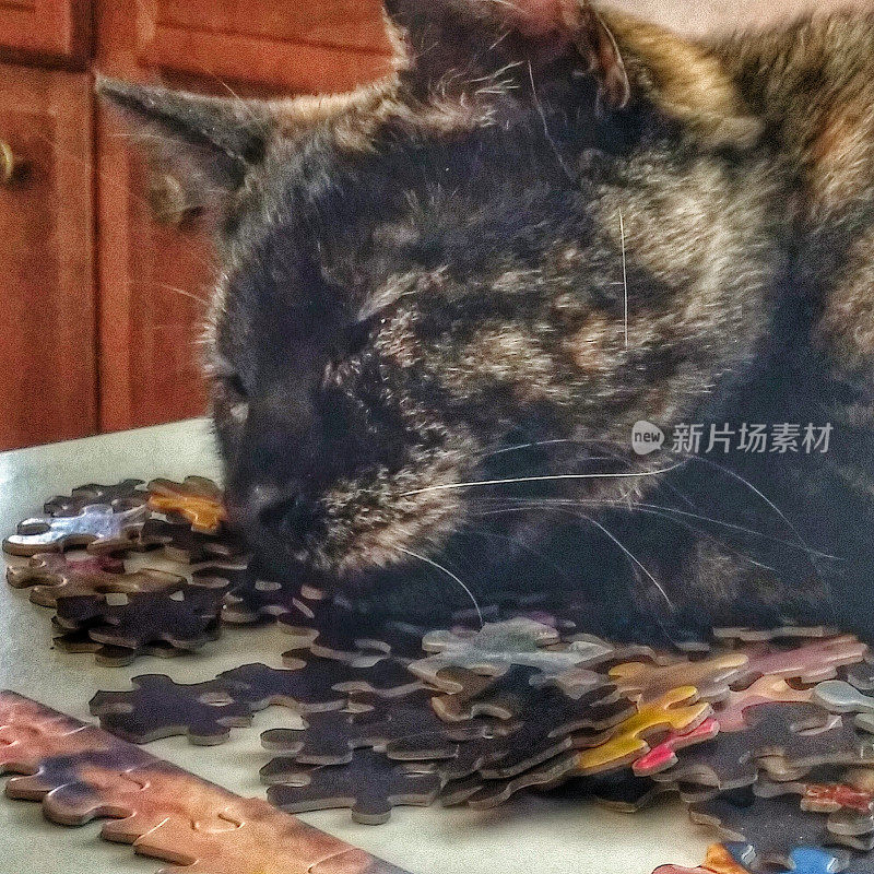 黑猫和棕色猫头睡在拼图上