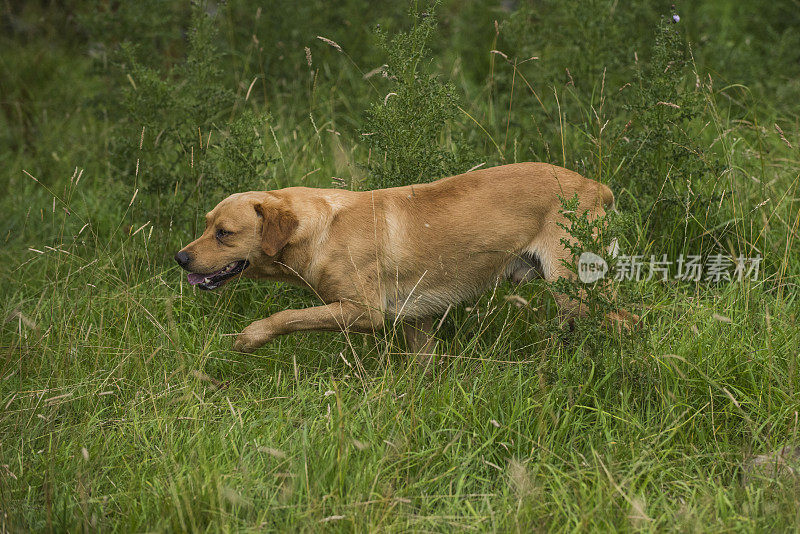 训练一只金色的拉布拉多犬