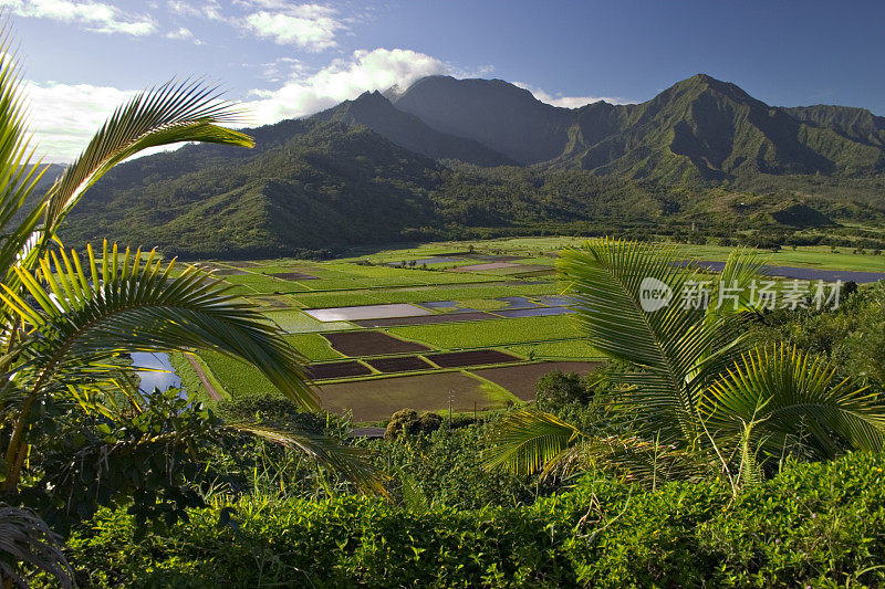 哈纳雷河谷和芋头地远景-考艾岛，夏威夷