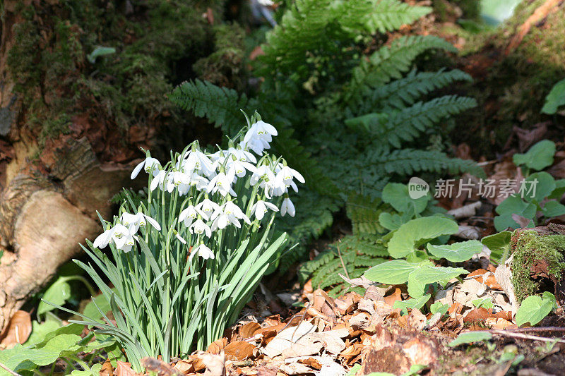 团雪花莲