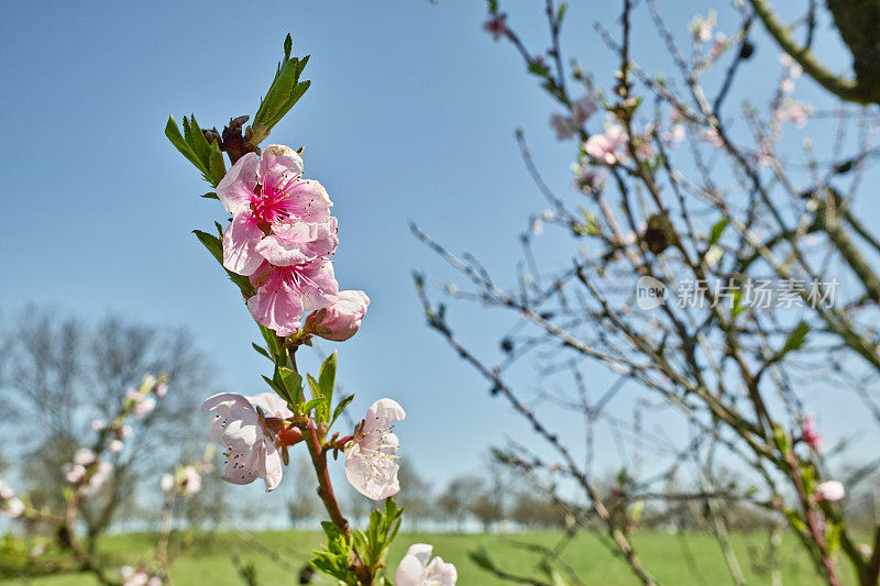 盛开的桃树前的蓝天