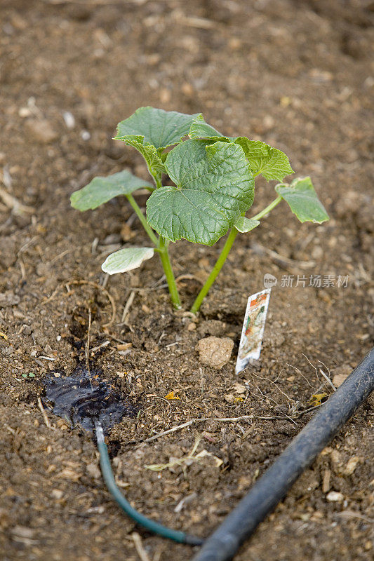 年轻的黄瓜植株