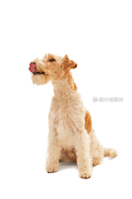 毛茸茸的雪纳瑞犬用舌头舔鼻子