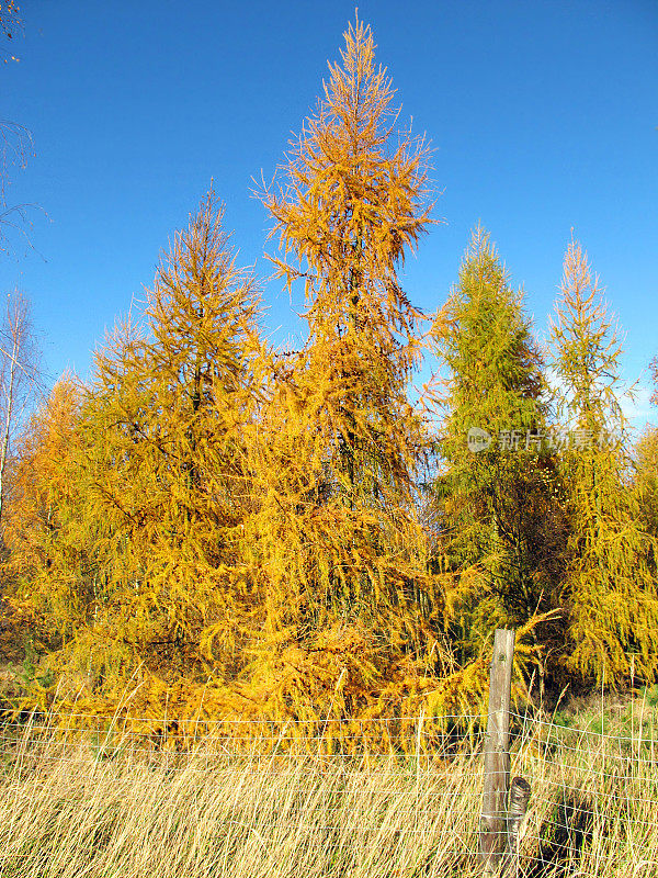 色彩斑斓的欧洲落叶松森林在秋天的时间
