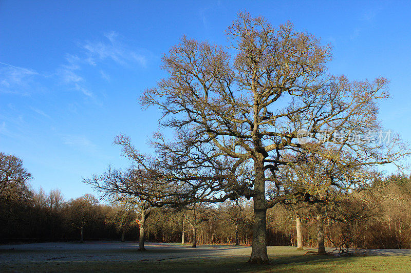 冬季落叶的英国橡树(栎属)，乡村景观