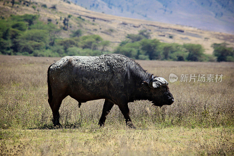大草原上的非洲水牛