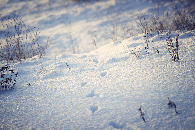 动物在雪地上留下的足迹