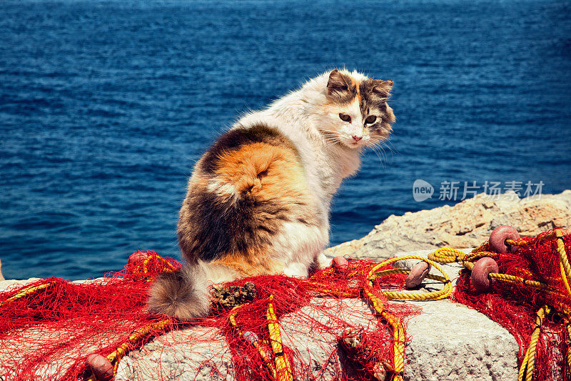 九头蛇岛海边的猫