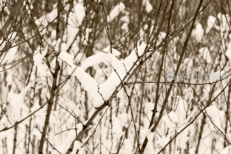 荆棘丛细节与春雪，单色，深褐色调