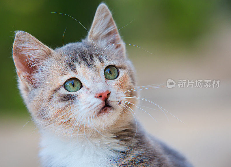 小猫