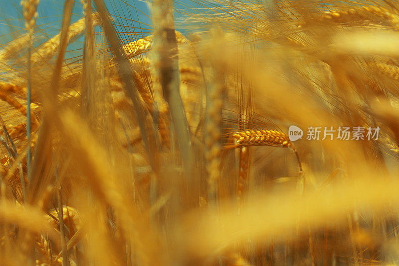 黄田中的黑麦植株