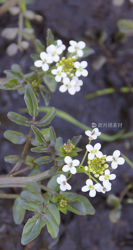 西洋菜(旱金莲officinale)