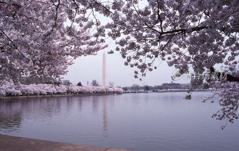 樱花盛开的潮汐盆地与华盛顿纪念碑的背景华盛顿特区