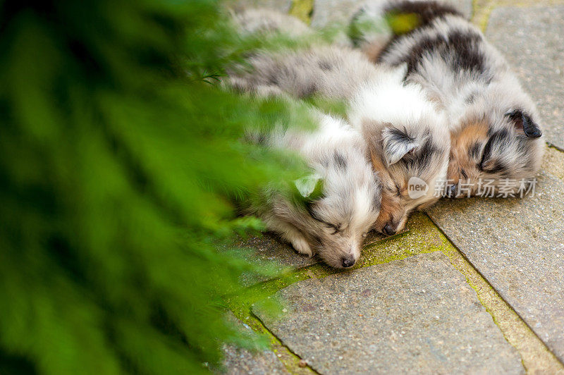 5周大的设得兰牧羊犬幼犬正在睡觉