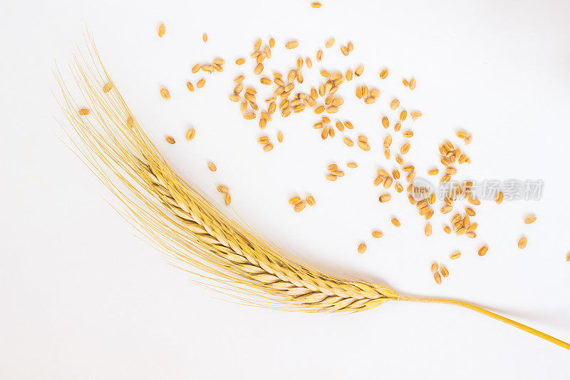 小麦和谷粒上的小穗