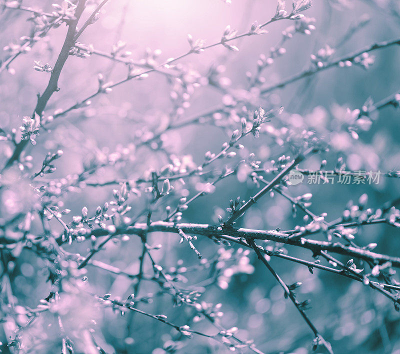 美丽的春天的花朵