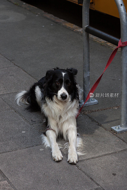 边境牧羊犬在休息