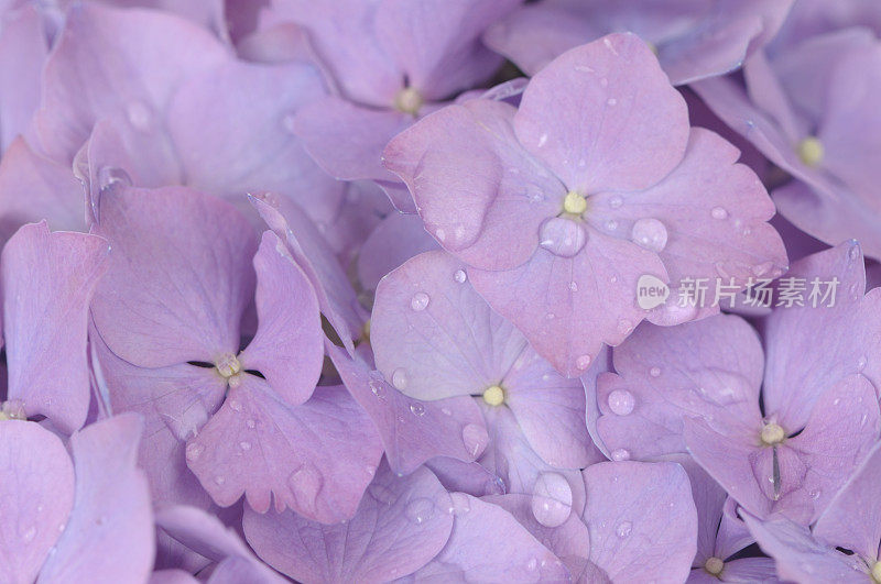 Purple-pink绣球花的背景