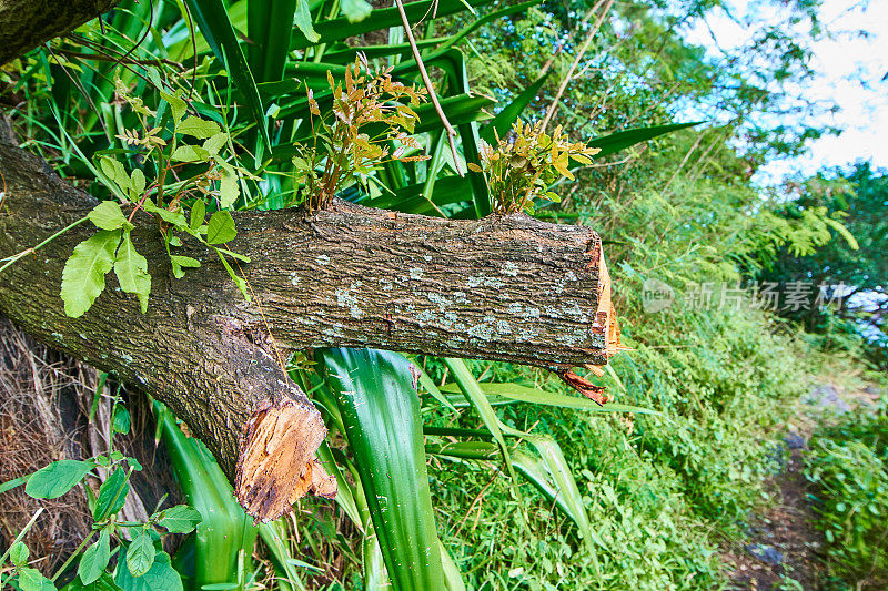 留尼旺森林中的附生植物
