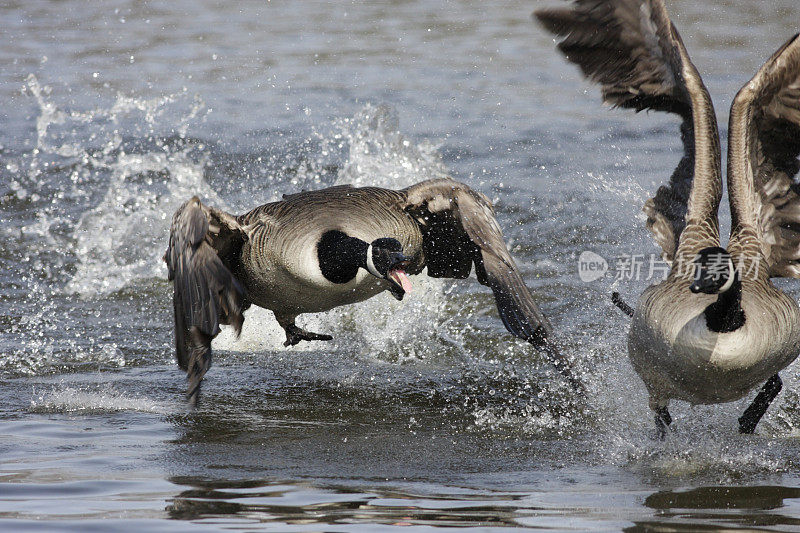 飞翔的雄性加拿大鹅在配对追逐中