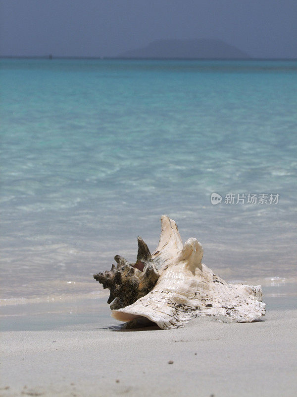 海滩上的大贝壳