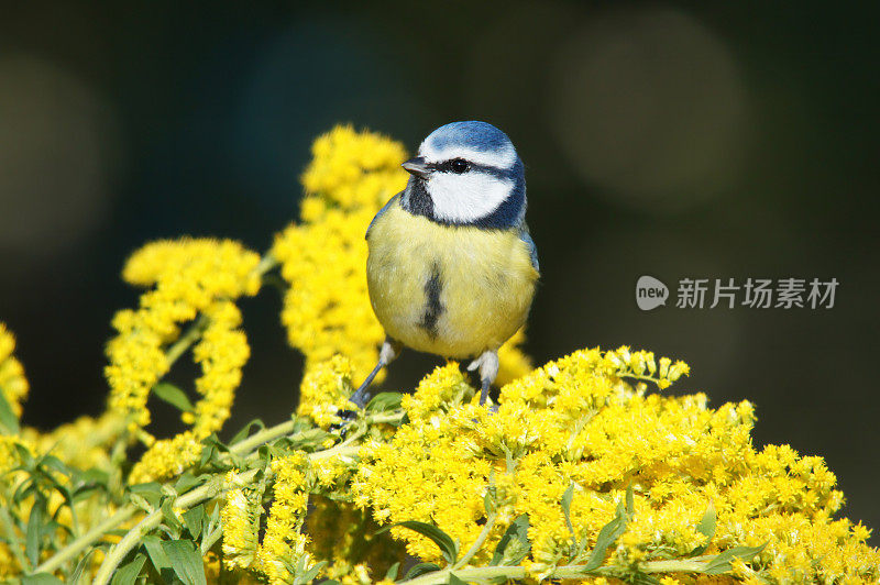 金杖上的蓝山雀