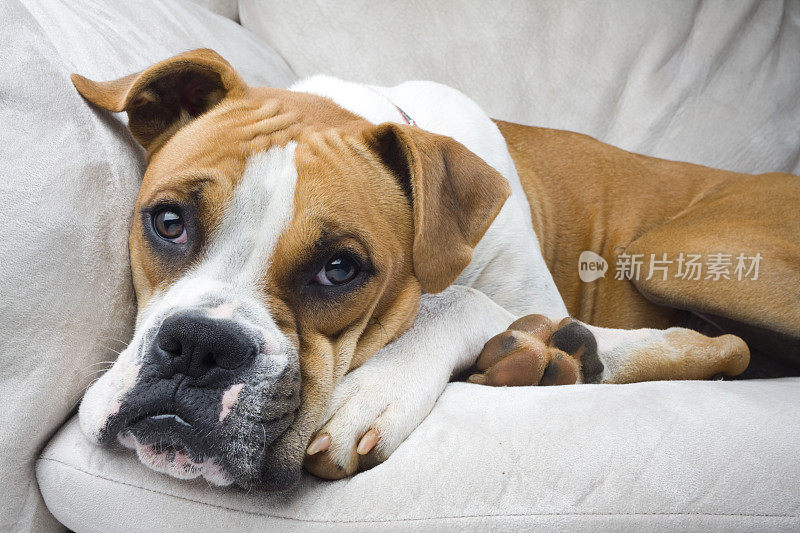 拳师犬躺在舒适的沙发上