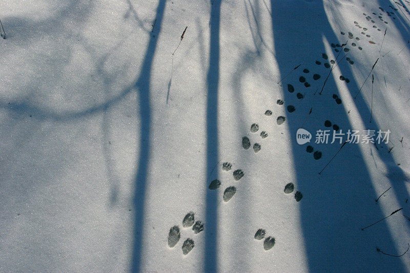 雪地上的动物足迹
