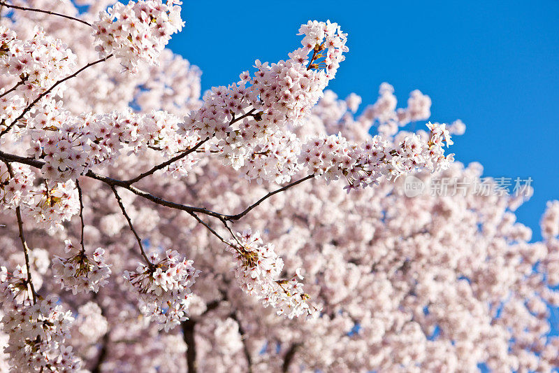 樱花与蓝天