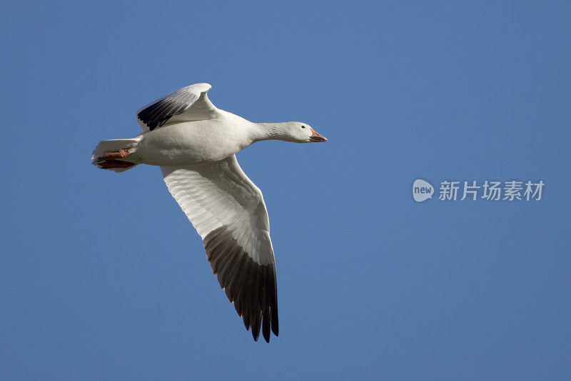 雪雁在飞，晴空万里