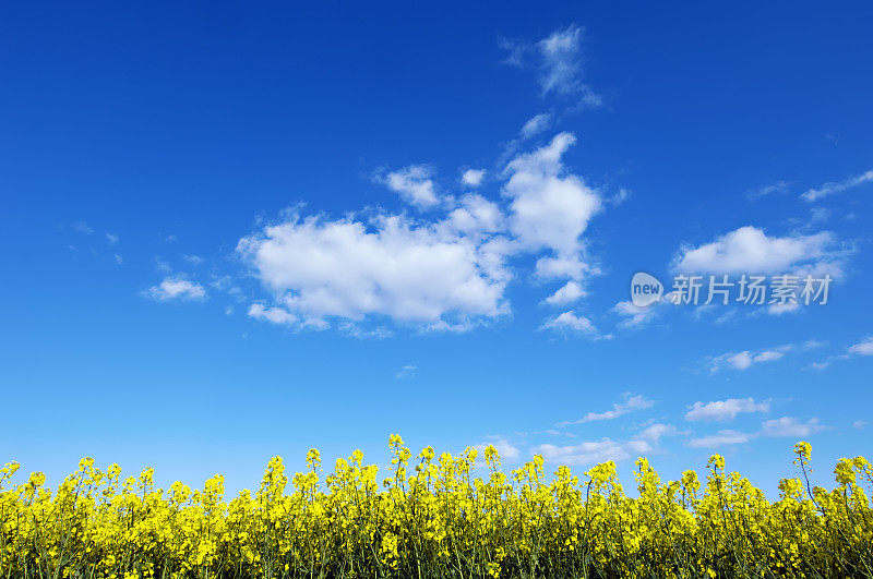 蓝天下的油菜田