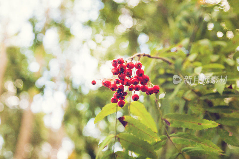 森林里的Rowanberry