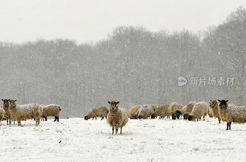 一场暴风雪中羊群被遗弃在田野里