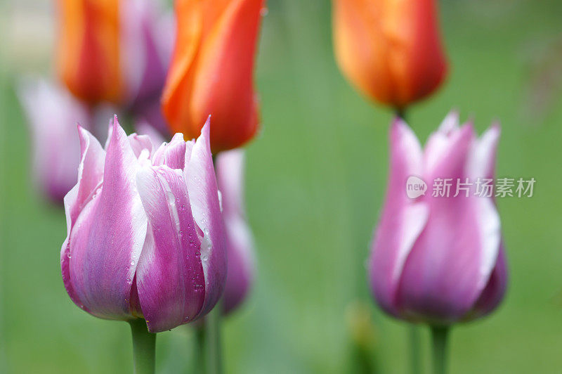 郁金香的雨滴