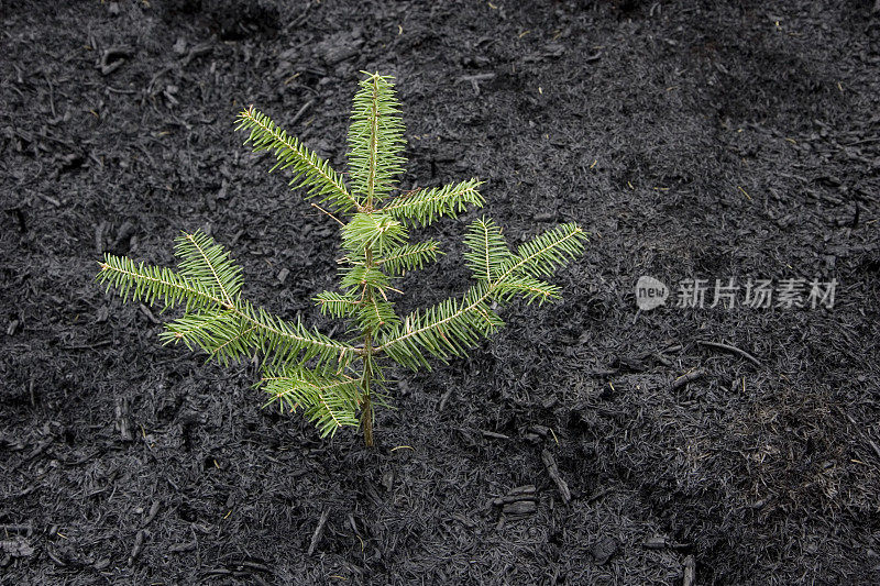 树木从森林大火的灰烬中萌芽