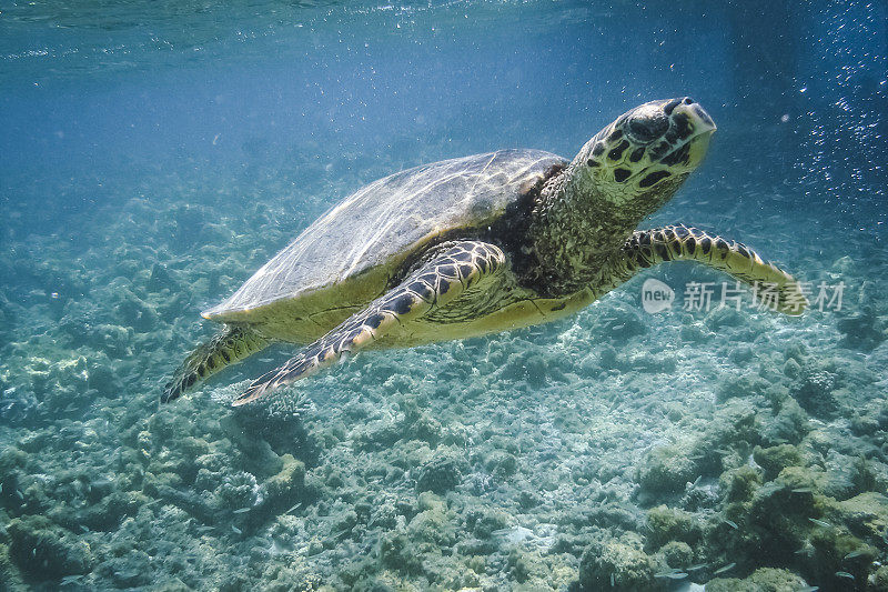 乌龟在水下