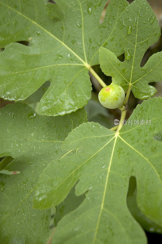 无花果成熟