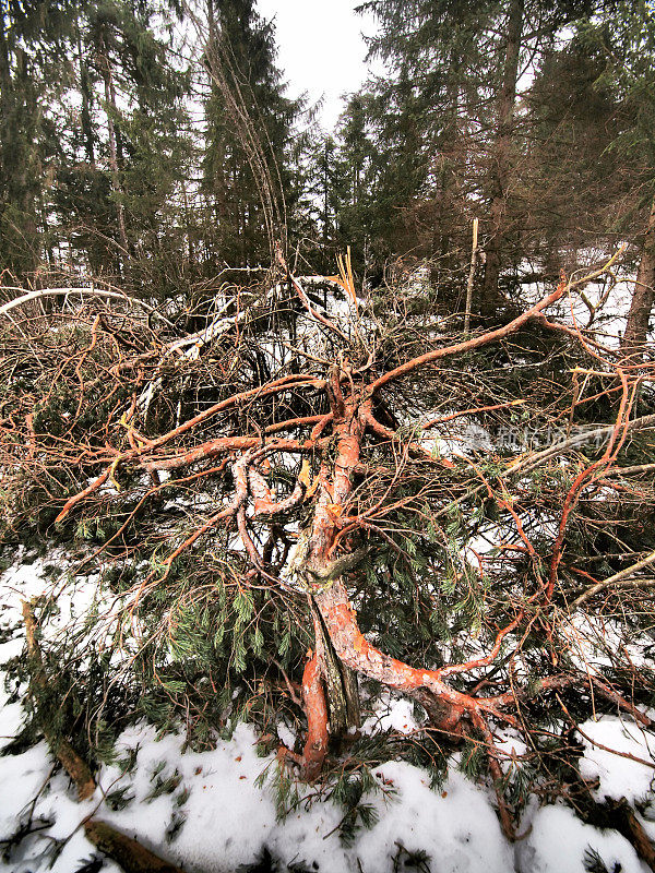 斯洛文尼亚雪山步道上倒下的松树