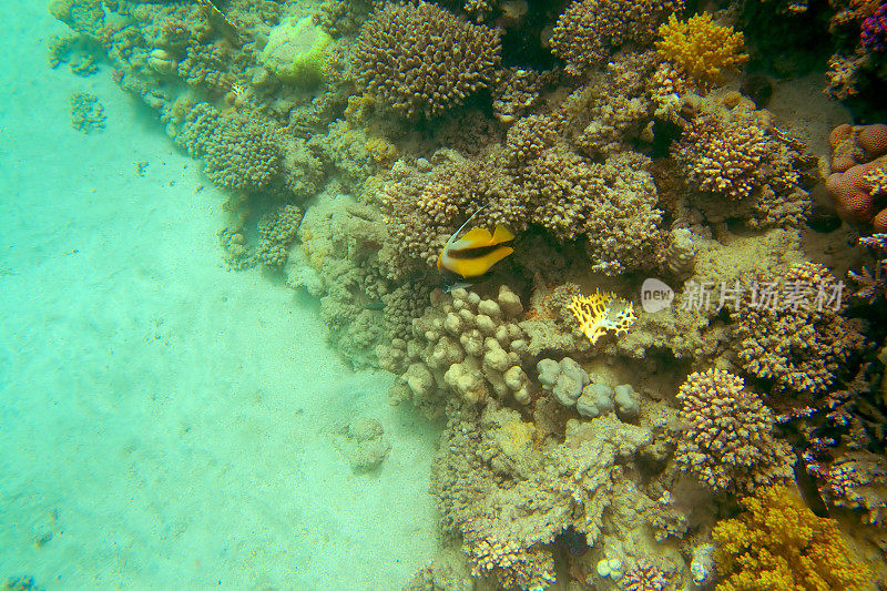红海珊瑚礁